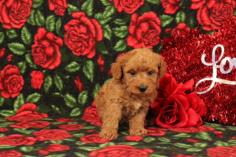puppy, for, sale, Mini Poodle, Matthew B. Stoltzfus, dog, breeder, Gap, PA, dog-breeder, puppy-for-sale, forsale, nearby, find, puppyfind, locator, puppylocator, aca